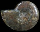 Flashy Red Iridescent Ammonite - Wide #52314-1